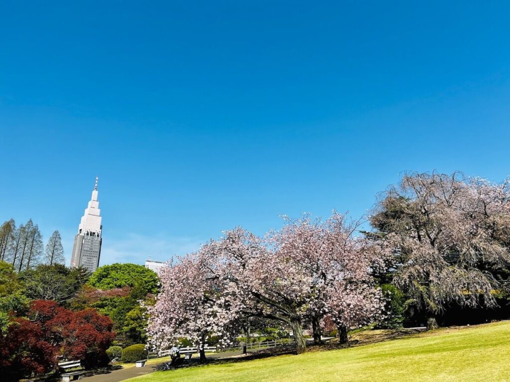 shinjyukugyoen-sakura