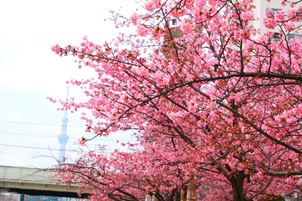 kyunakagawa-sakura