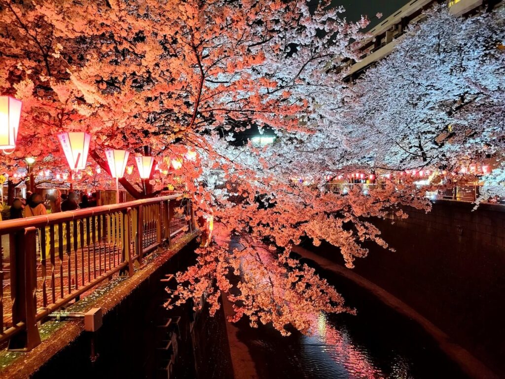 megurogawa-sakura