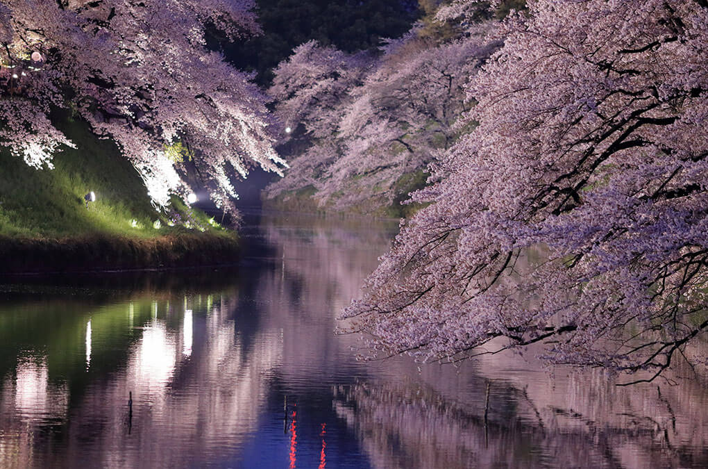 chidorigafuchi-sakura