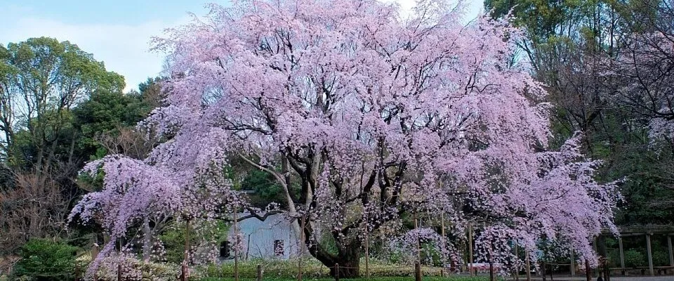 rikugien-sakura