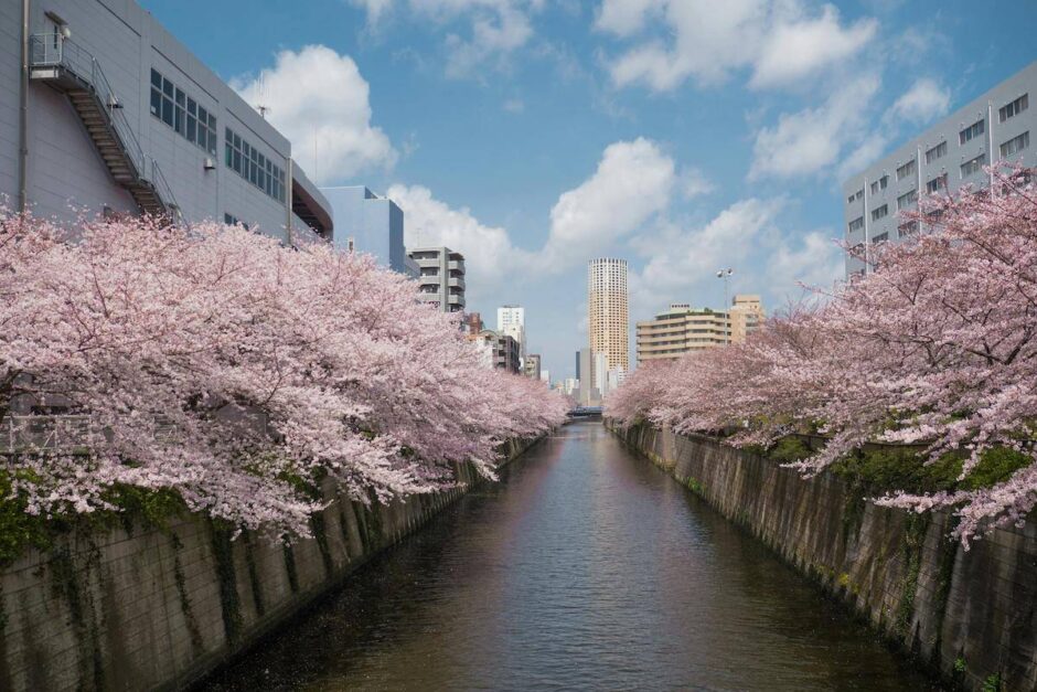 春デートで行きたい！おすすめのお花見スポット5選【都内編】